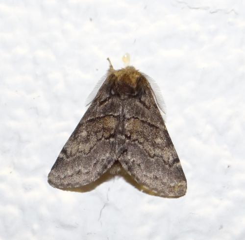 Réf. 256 512 : Gluphisia crenata